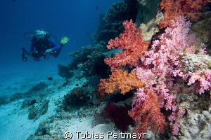 On the hunt at Umma Gamar, Hurghada. Canon EOS 350d, 10-2... by Tobias Reitmayr 